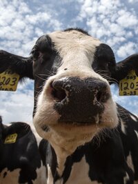 The Incredible Dr. Pol