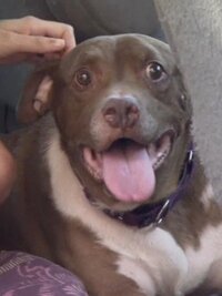 Pit Bulls and Parolees