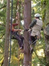 Treehouse Masters