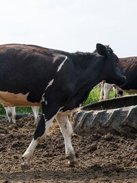 The Incredible Dr. Pol