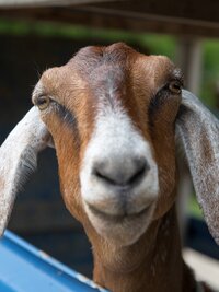 The Incredible Dr. Pol