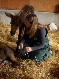 Dr. Oakley, Yukon Vet