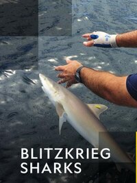 Blitzkrieg Sharks