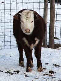 The Incredible Dr. Pol