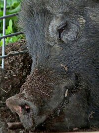 The Incredible Dr. Pol