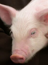 The Incredible Dr. Pol