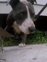 Pit Bulls and Parolees