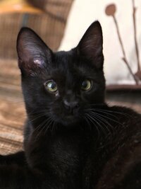 My Cat From Hell