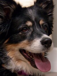 Dr. Jeff: Rocky Mountain Vet