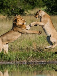 Savage Kingdom