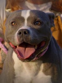 Pit Bulls and Parolees