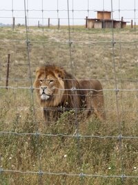 Dr. Jeff: Rocky Mountain Vet