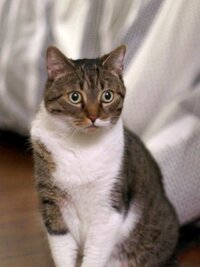 My Cat From Hell