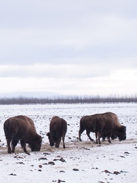 Dr. Oakley, Yukon Vet