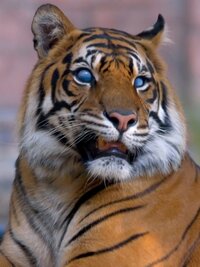 Crikey! It's the Irwins