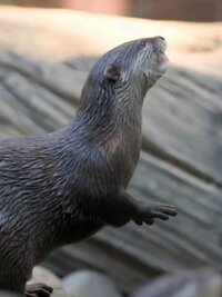 Crikey! It's the Irwins