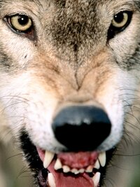 I Was Prey