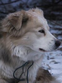 Life Below Zero