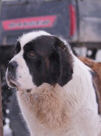 Dr. Oakley, Yukon Vet