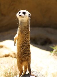 Secrets of the Zoo: Tampa