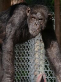 Secrets of the Zoo: Tampa