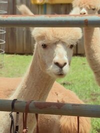 Critter Fixers: Country Vets