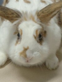 Critter Fixers: Country Vets