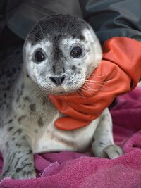 Alaska Animal Rescue
