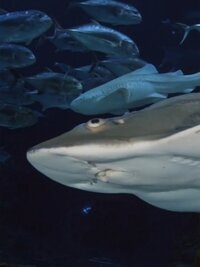 The Aquarium