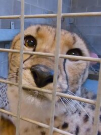 Secrets of the Zoo