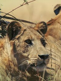 Savage Kingdom
