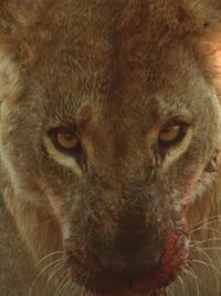 Savage Kingdom
