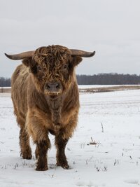 The Incredible Dr. Pol