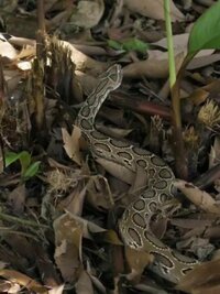 World's Deadliest Snakes