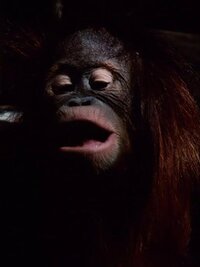 Little House on the Prairie