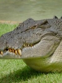 Crikey! It's the Irwins