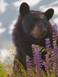 Alaska Animal Rescue