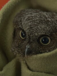 Alaska Animal Rescue