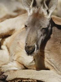 Secrets of the Zoo: Down Under