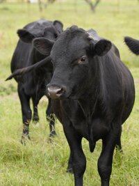 Critter Fixers: Country Vets