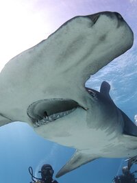 Shark Attack Files