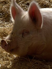 Dr. Oakley, Yukon Vet