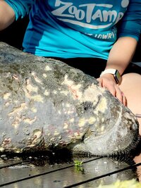 Secrets of the Zoo: Tampa