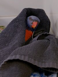 Crikey! It's the Irwins