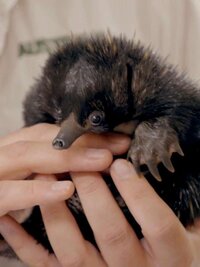 Crikey! It's the Irwins