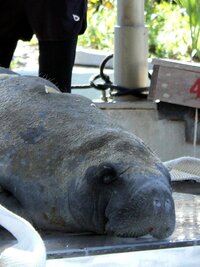 Secrets of the Zoo: Tampa