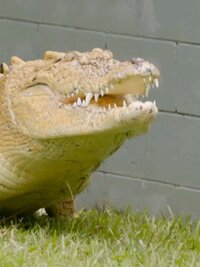 Crikey! It's the Irwins