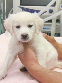 Dr. Jeff: Rocky Mountain Vet