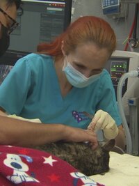 Dr. Jeff: Rocky Mountain Vet