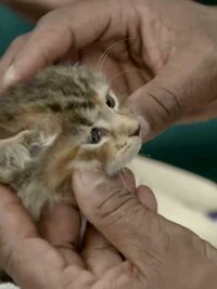 Critter Fixers: Country Vets